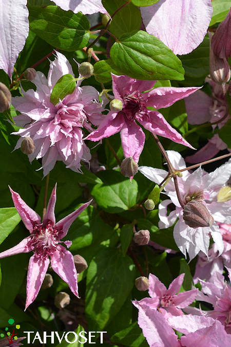 Clematis 'ST17333' (Multi Pink) jalokrh